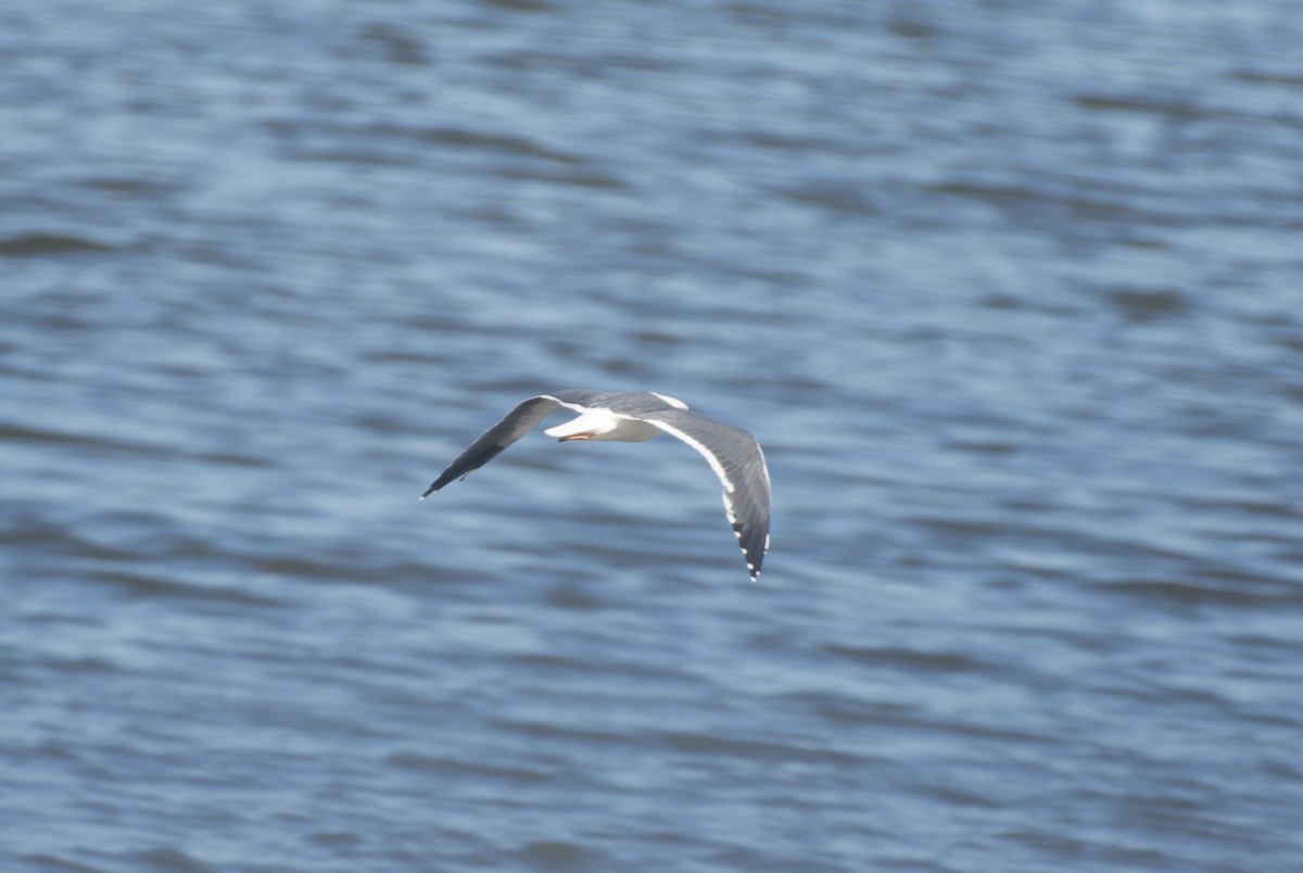 Yellow-footed Gull - ML612529828