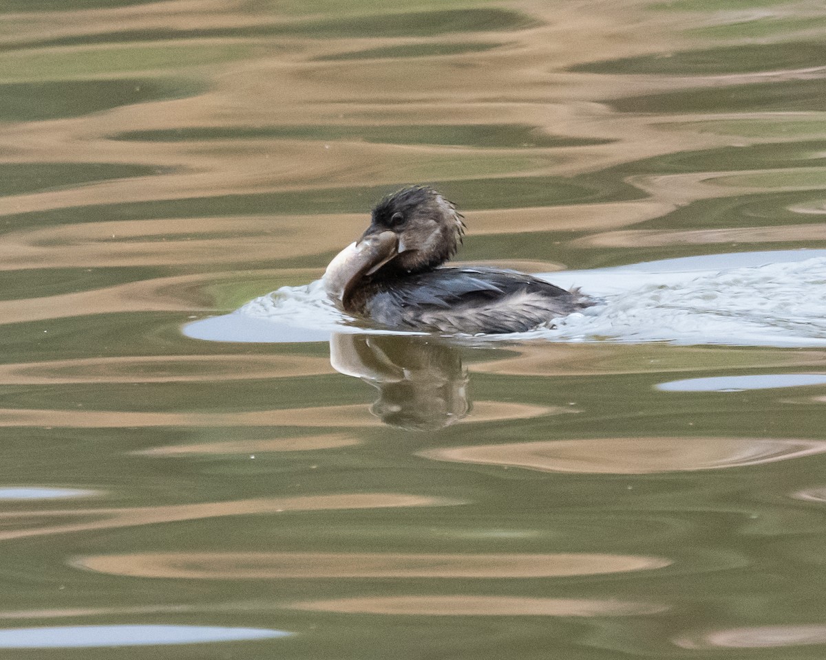 Pied-billed Grebe - ML612529829