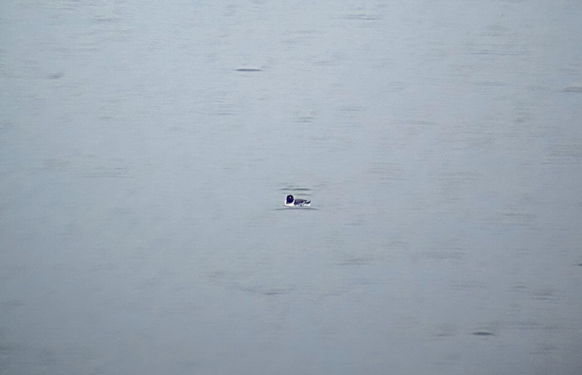 Ancient Murrelet - ML612529834