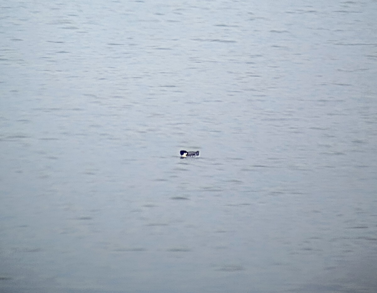 Ancient Murrelet - ML612529835