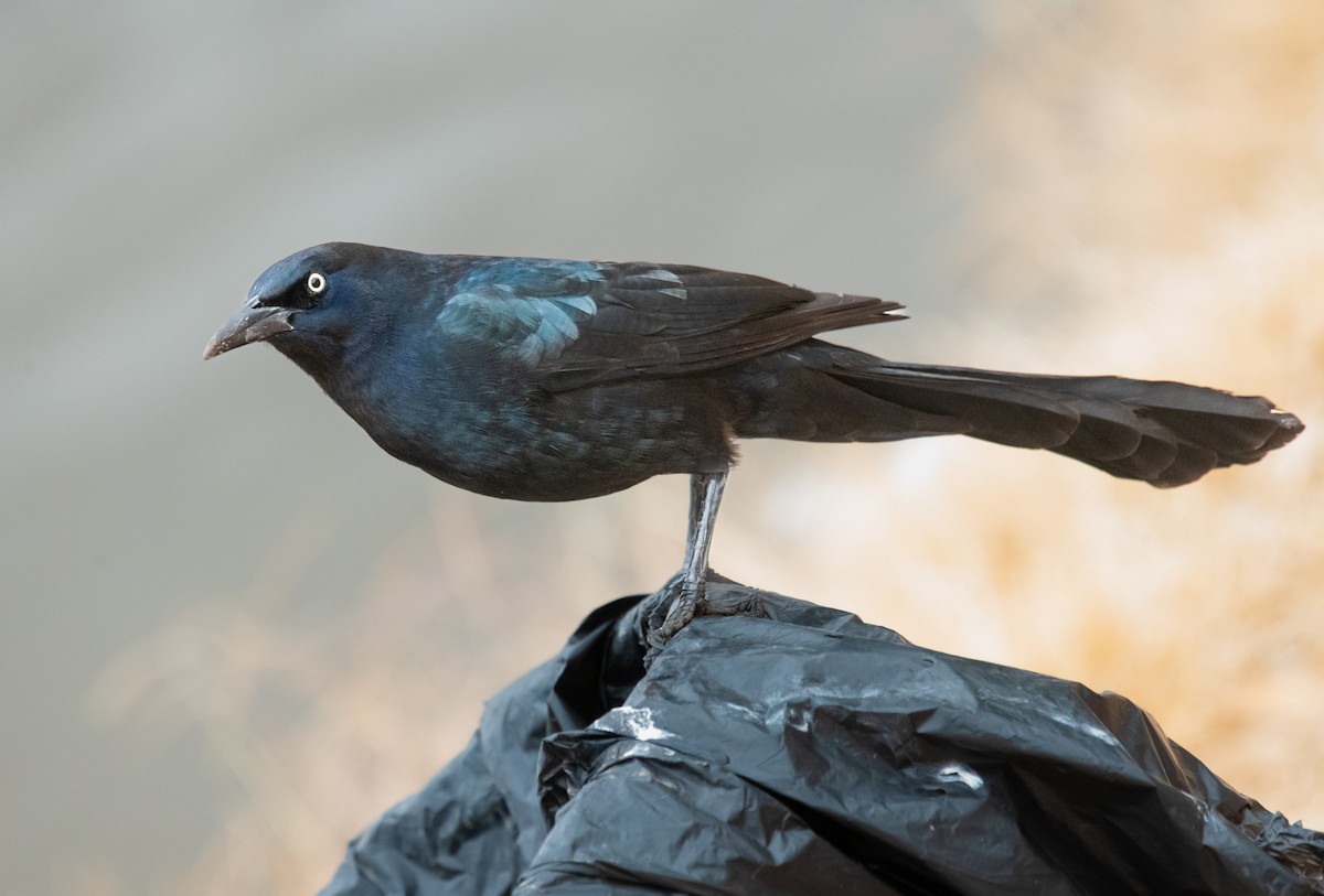 Great-tailed Grackle - ML612529878