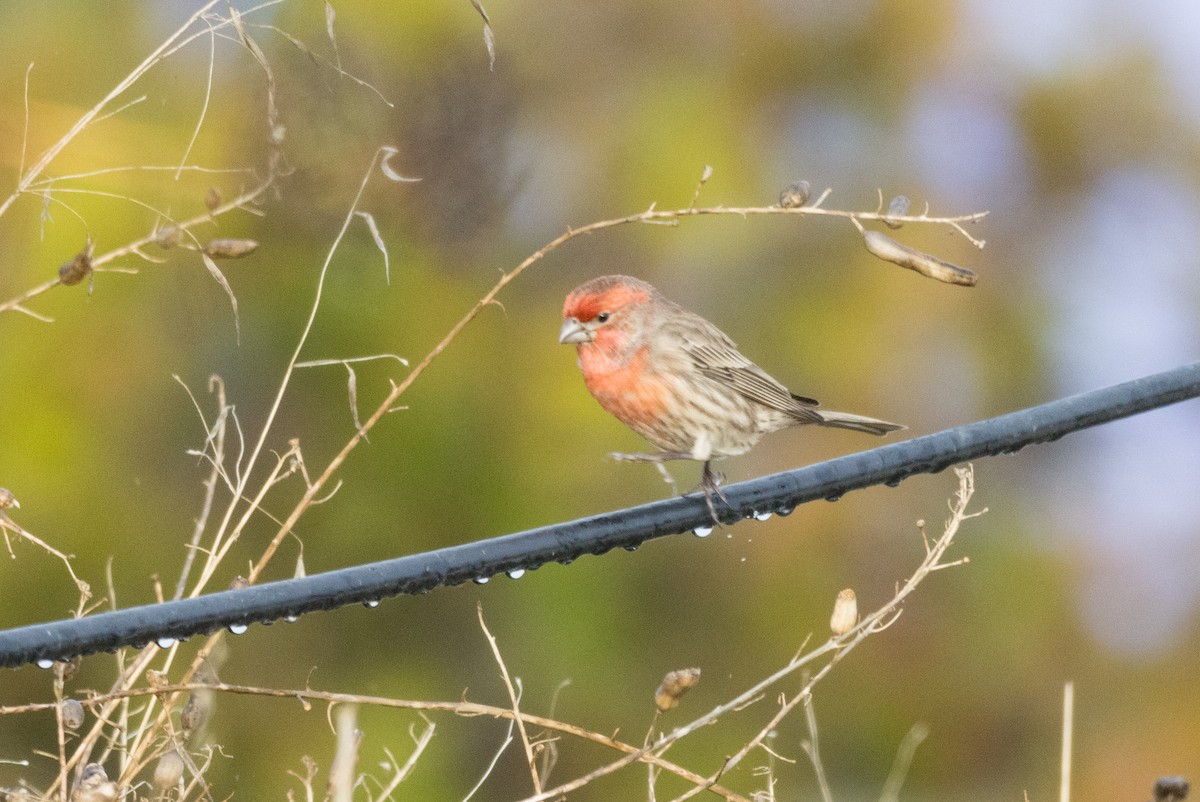 House Finch - ML612529899