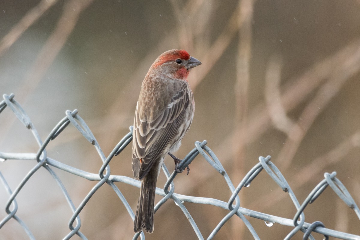 House Finch - ML612529900