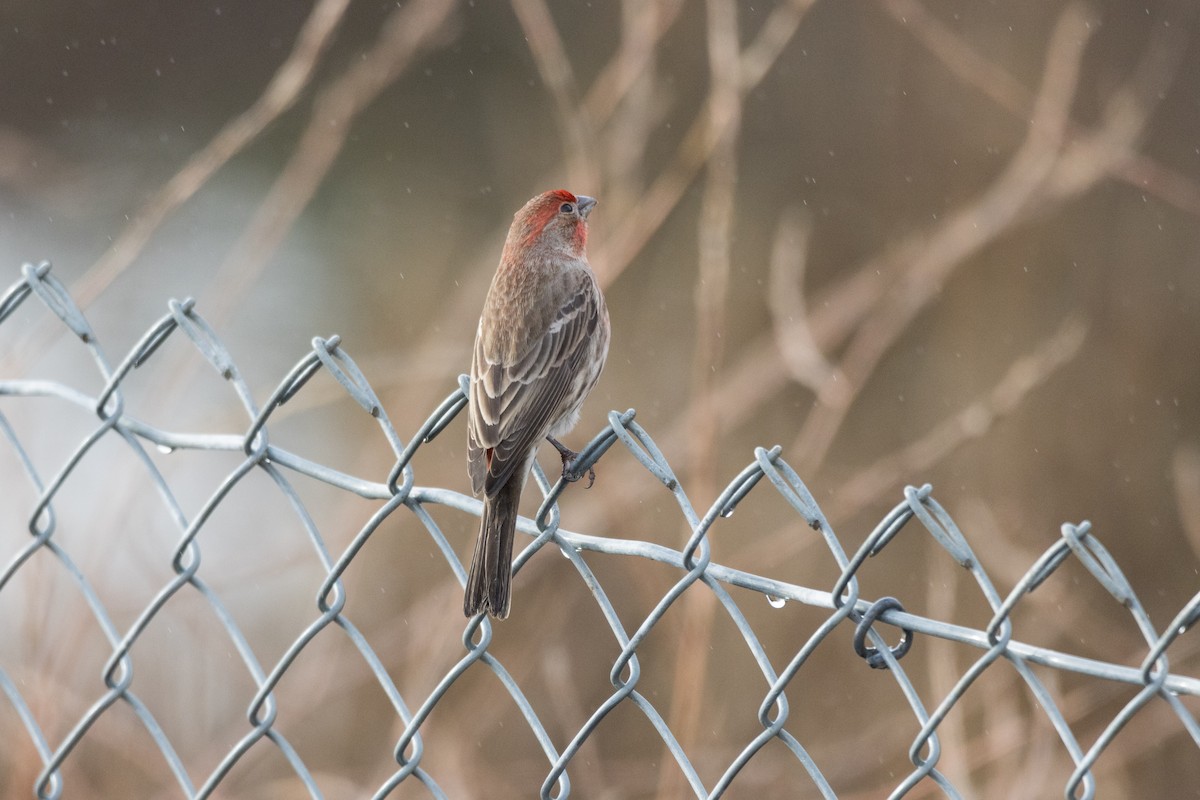 House Finch - Alex Tey