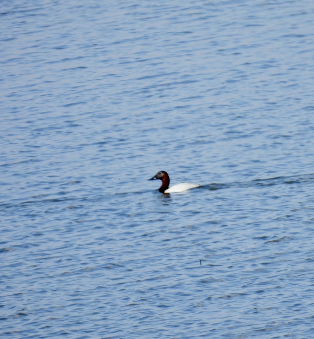 Canvasback - ML612529913