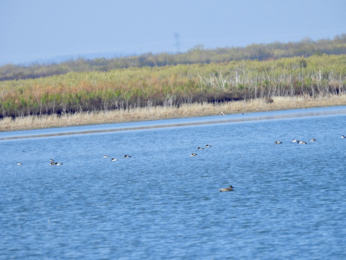 Canvasback - ML612529914