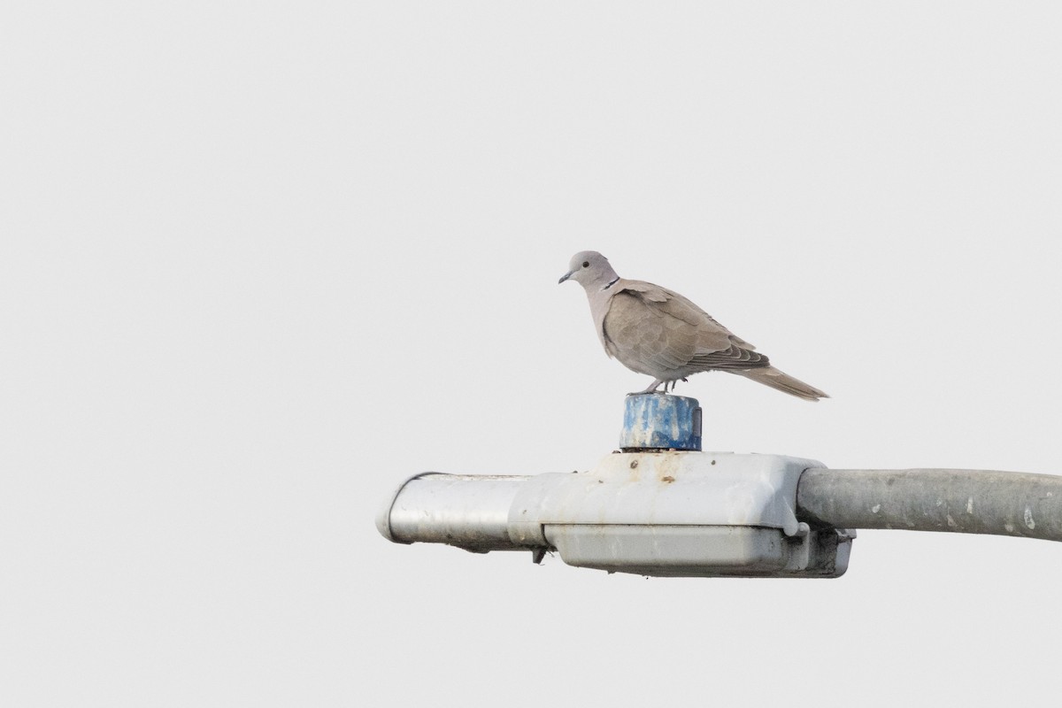 Eurasian Collared-Dove - ML612529921