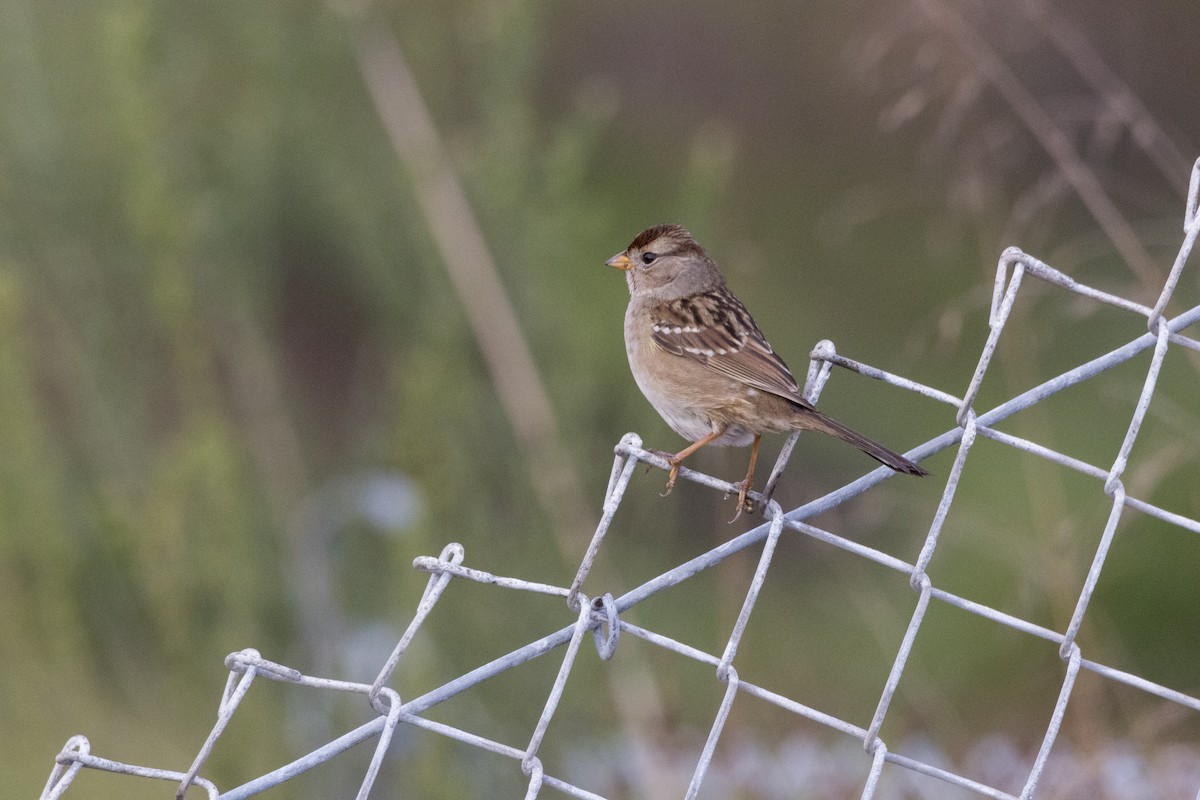 White-crowned Sparrow - ML612529925