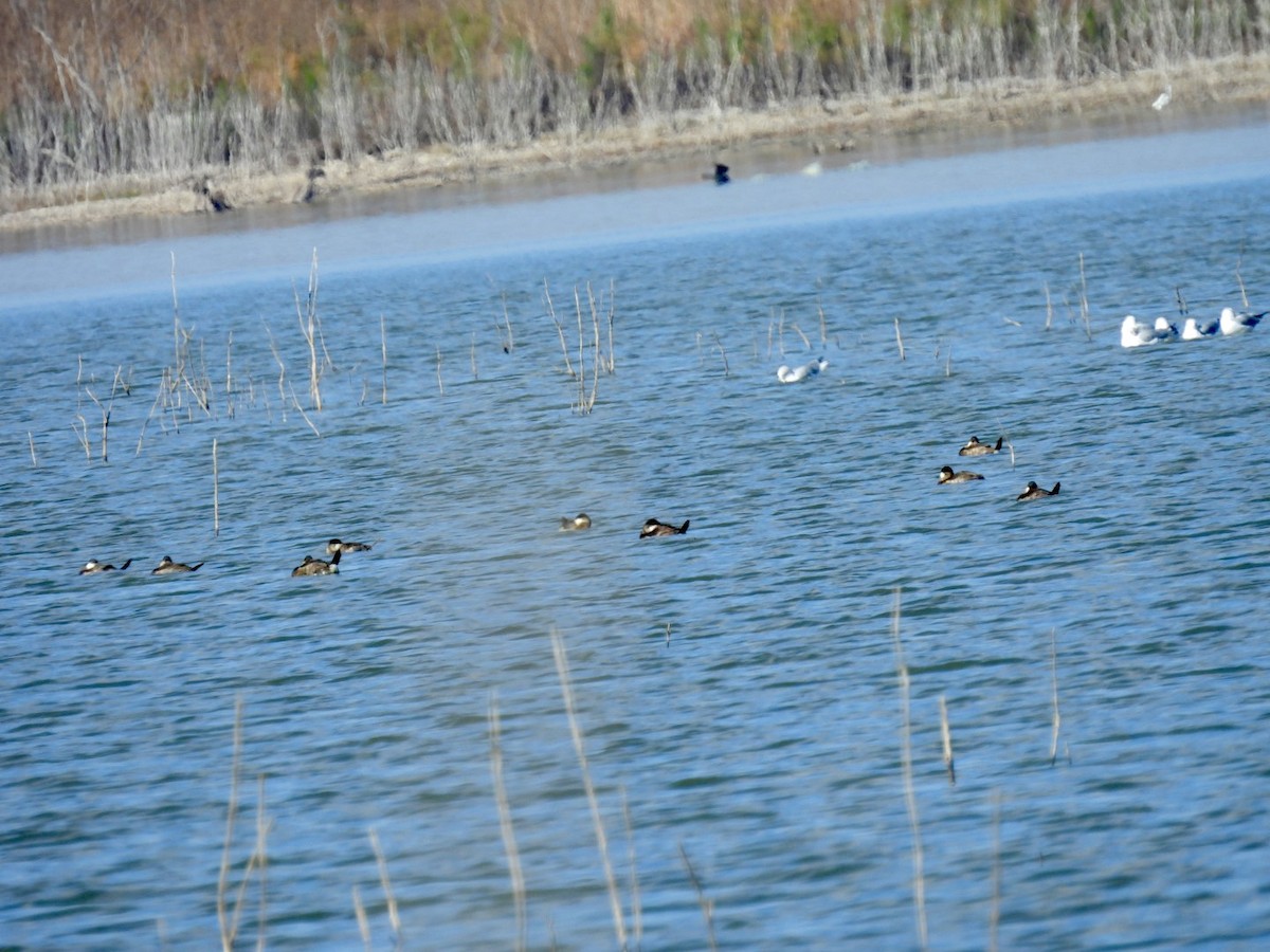 Ruddy Duck - ML612529958