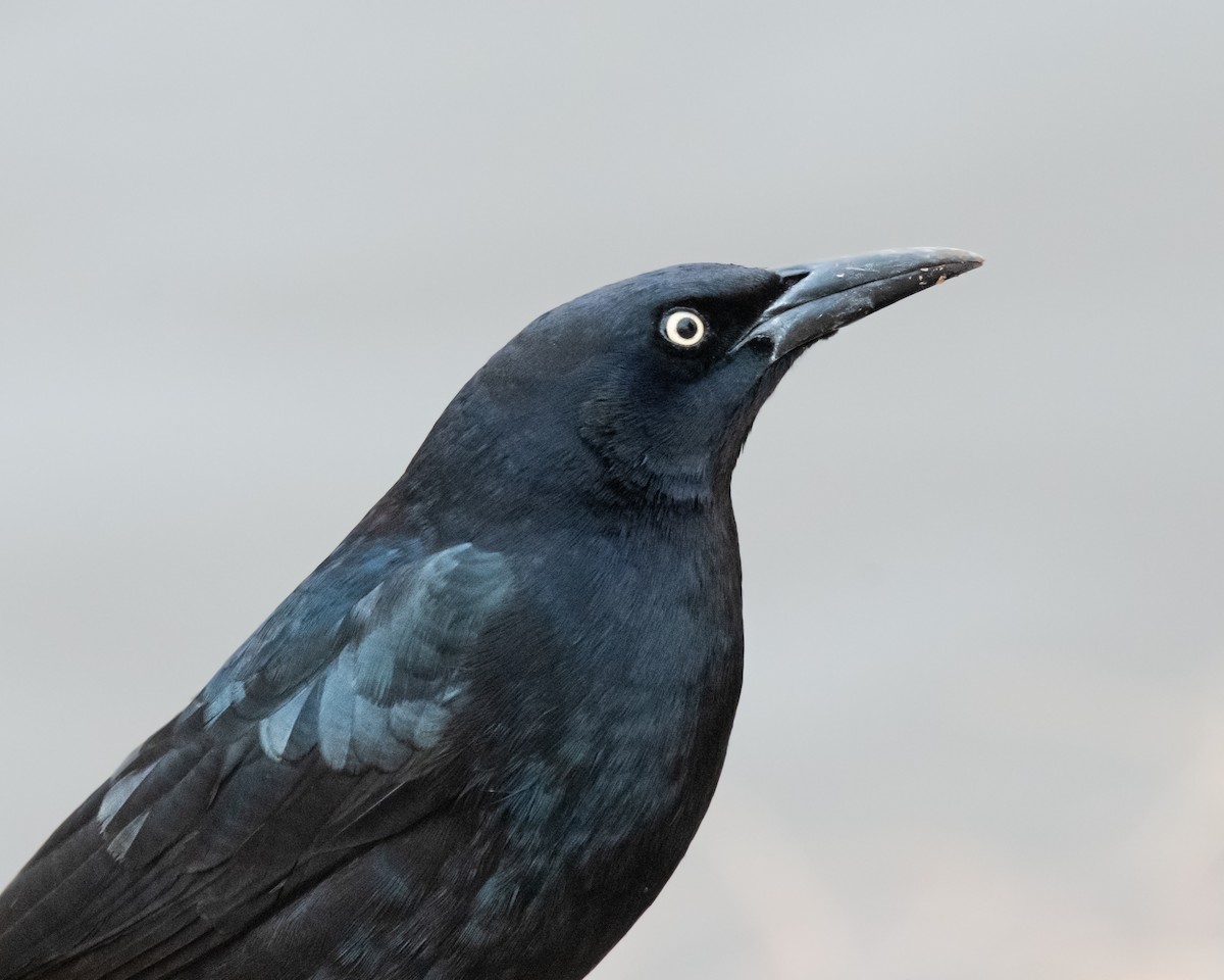 Great-tailed Grackle - ML612529962