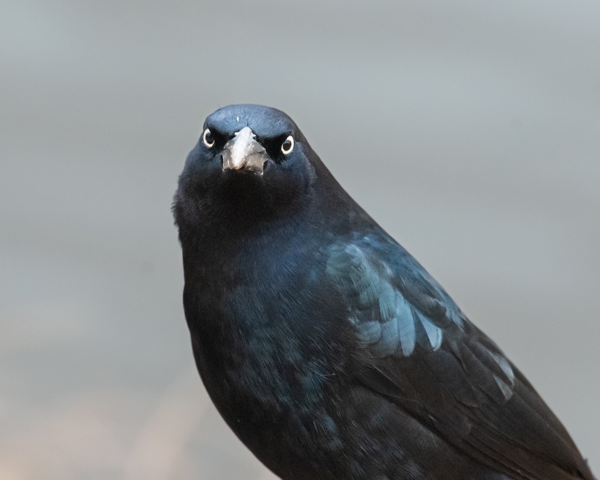 Great-tailed Grackle - ML612529993