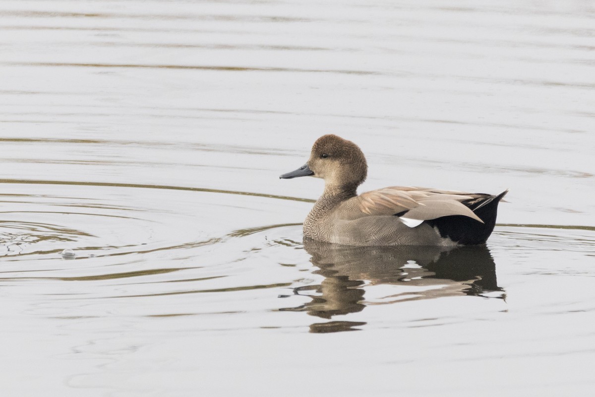 Gadwall - Alex Tey