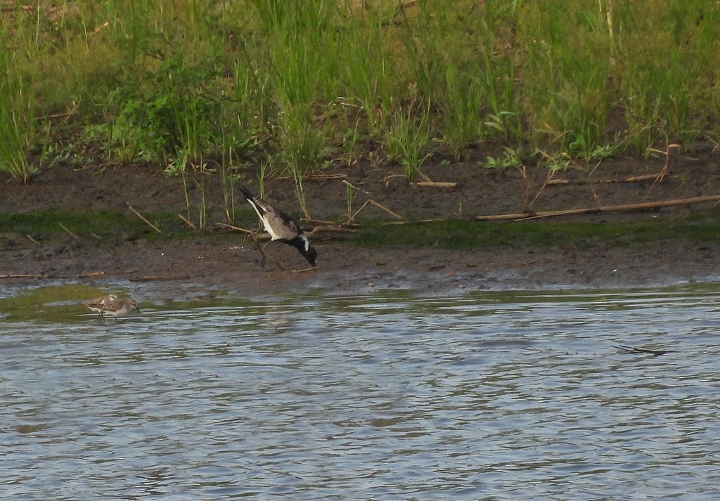 Blacksmith Lapwing - ML612530090