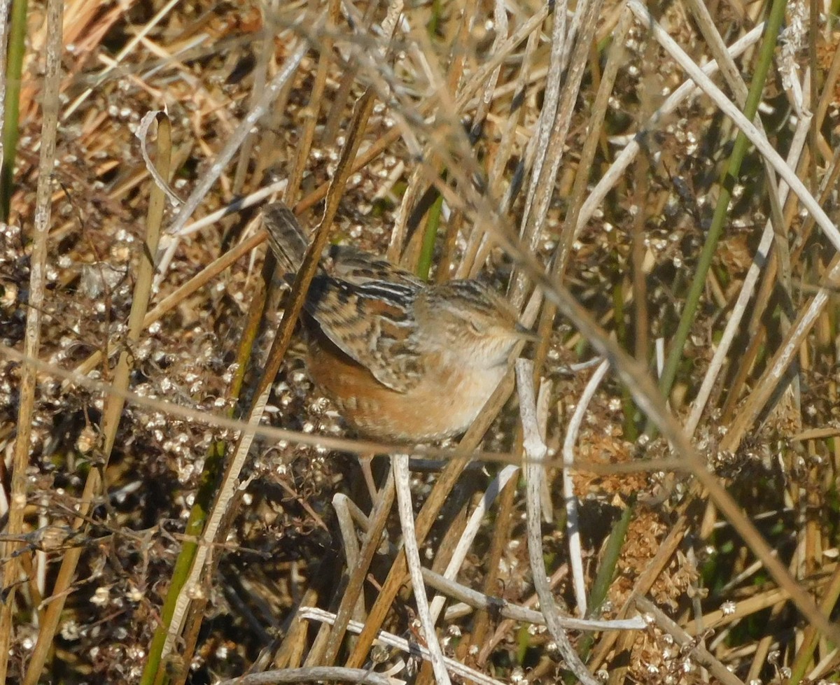 Sedge Wren - ML612530172