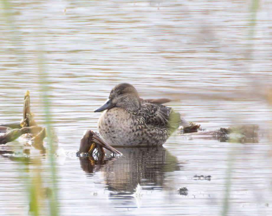 Green-winged Teal - ML612530215