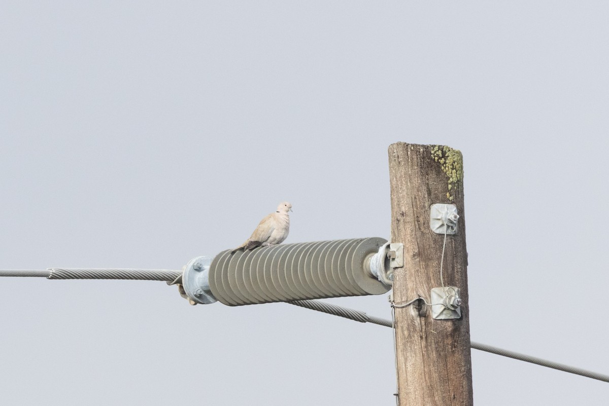 Eurasian Collared-Dove - ML612530225