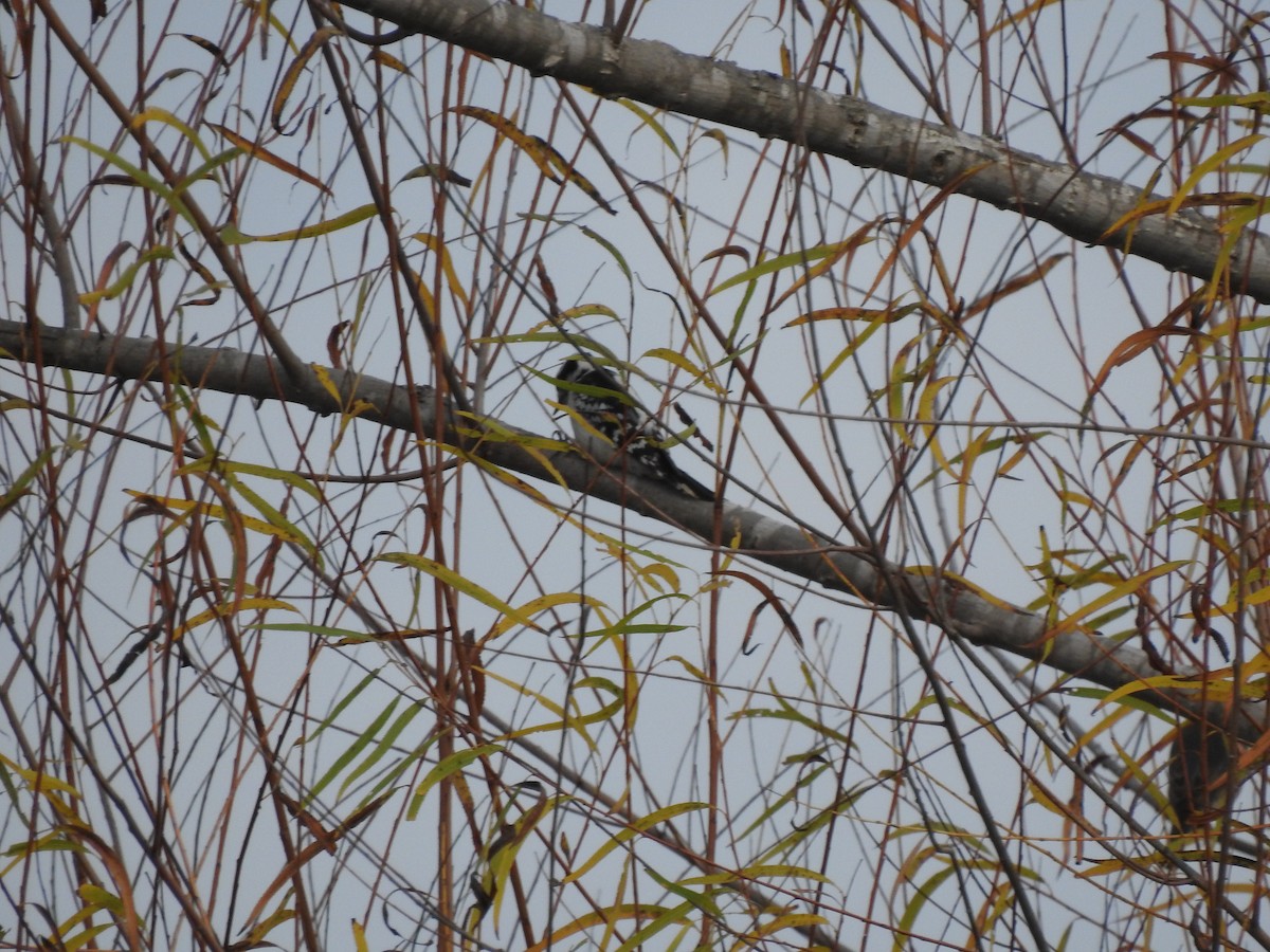 Downy Woodpecker - ML612530233