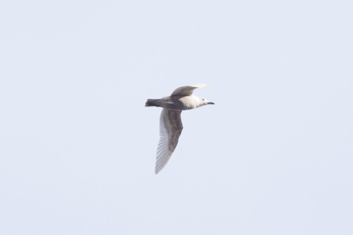 Glaucous-winged Gull - ML612530272