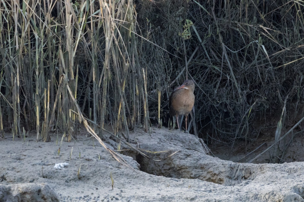 Ridgway's Rail - ML612530276