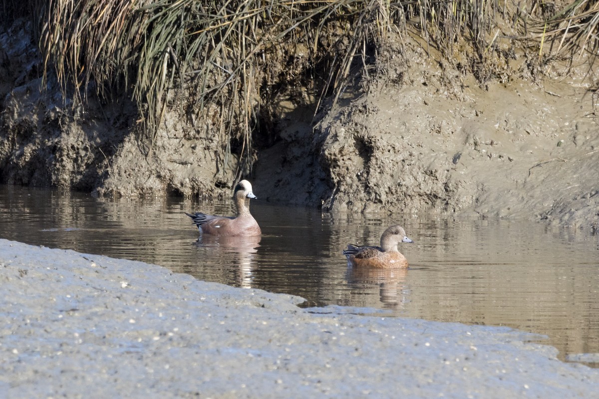 American Wigeon - ML612530280