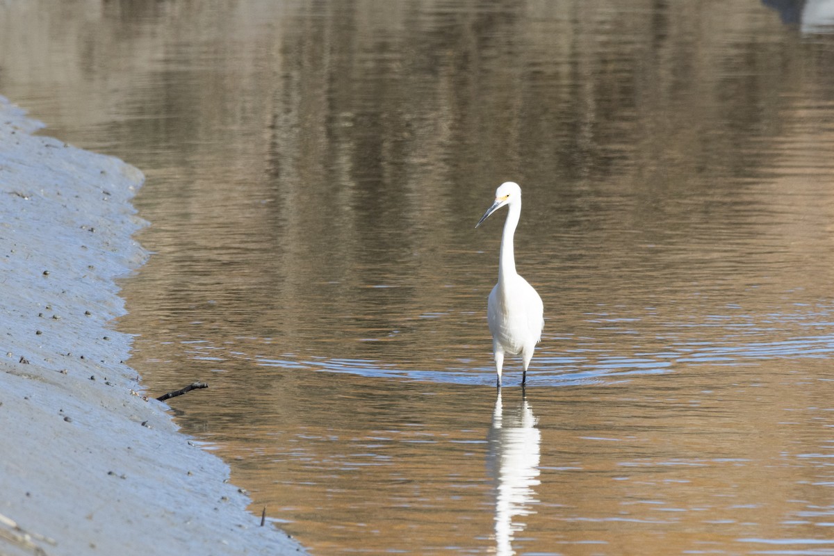 Snowy Egret - ML612530295