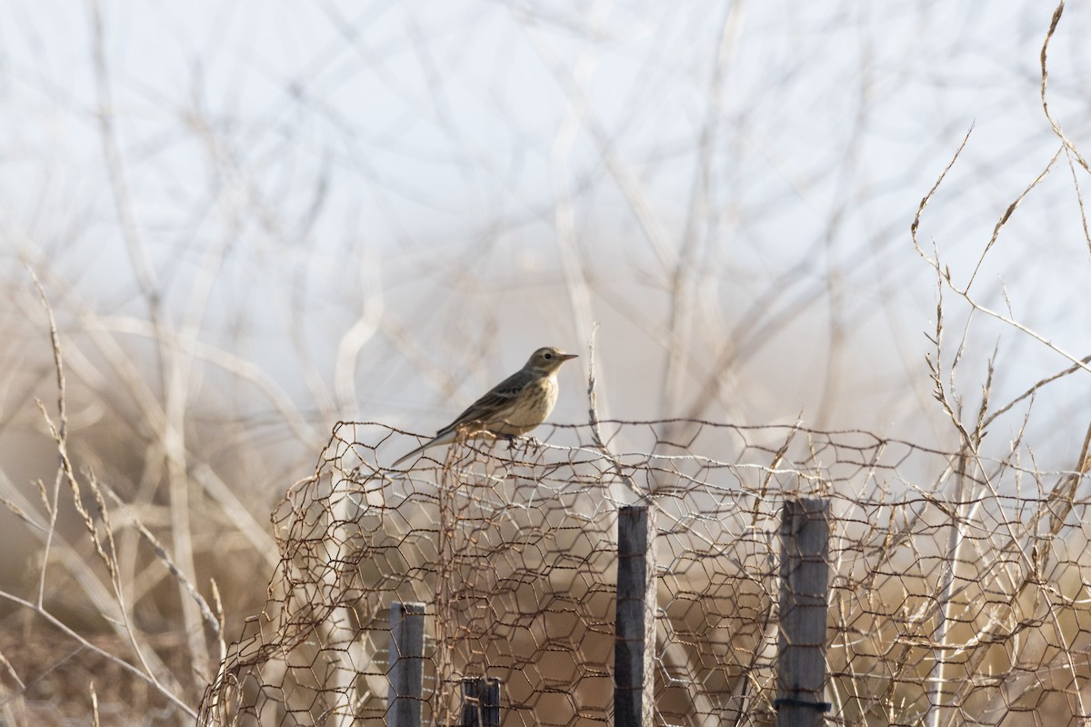 American Pipit - ML612530299