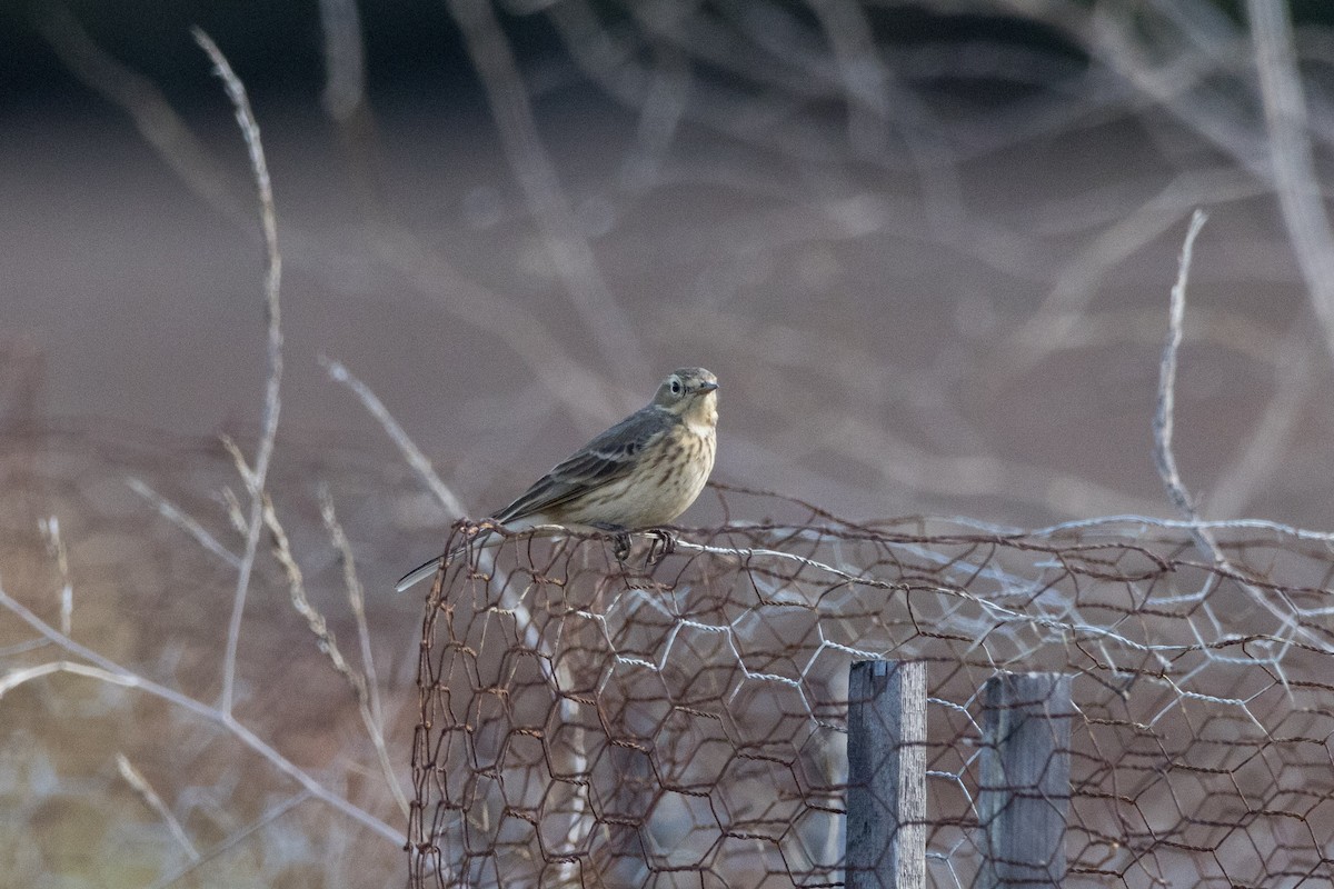 American Pipit - ML612530301