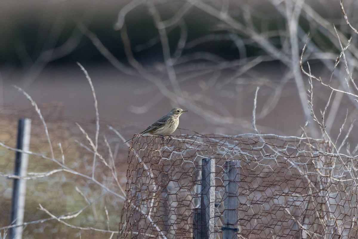 American Pipit - ML612530302