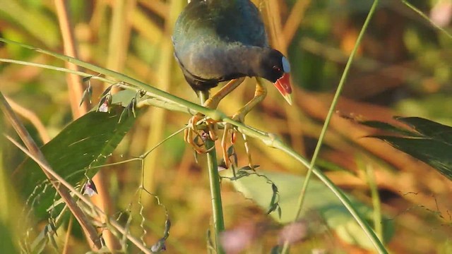 Purple Gallinule - ML612530327