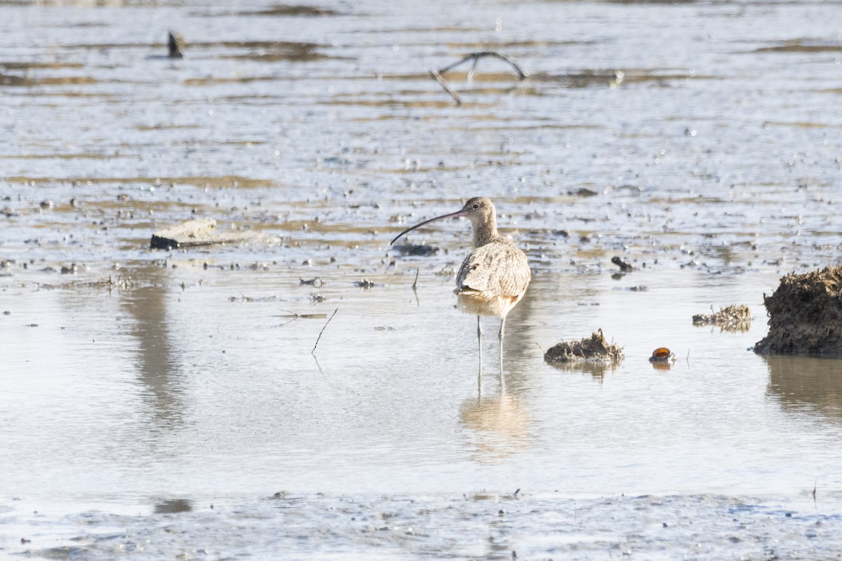 Long-billed Curlew - ML612530331