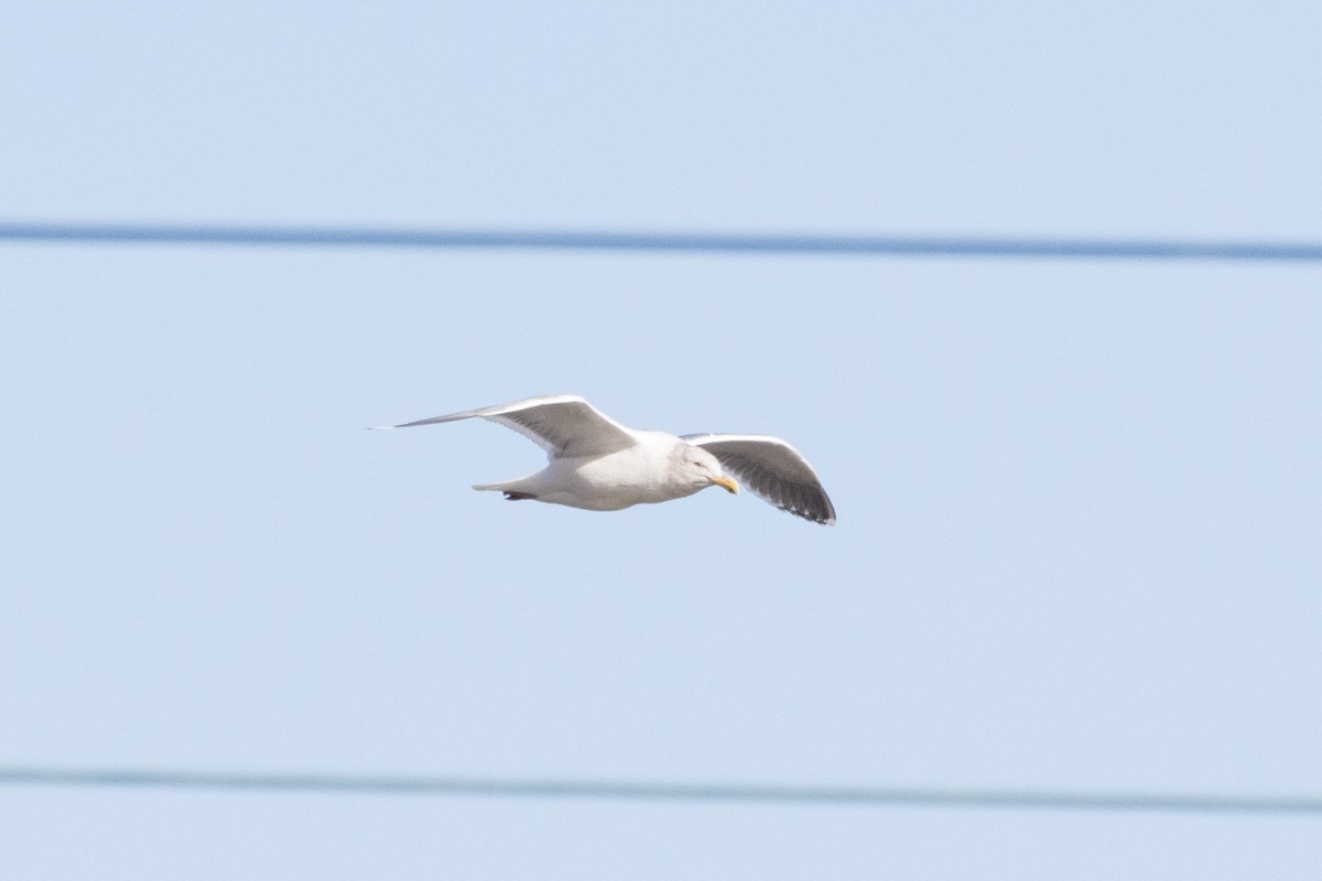 Gaviota (Larus) sp. - ML612530350