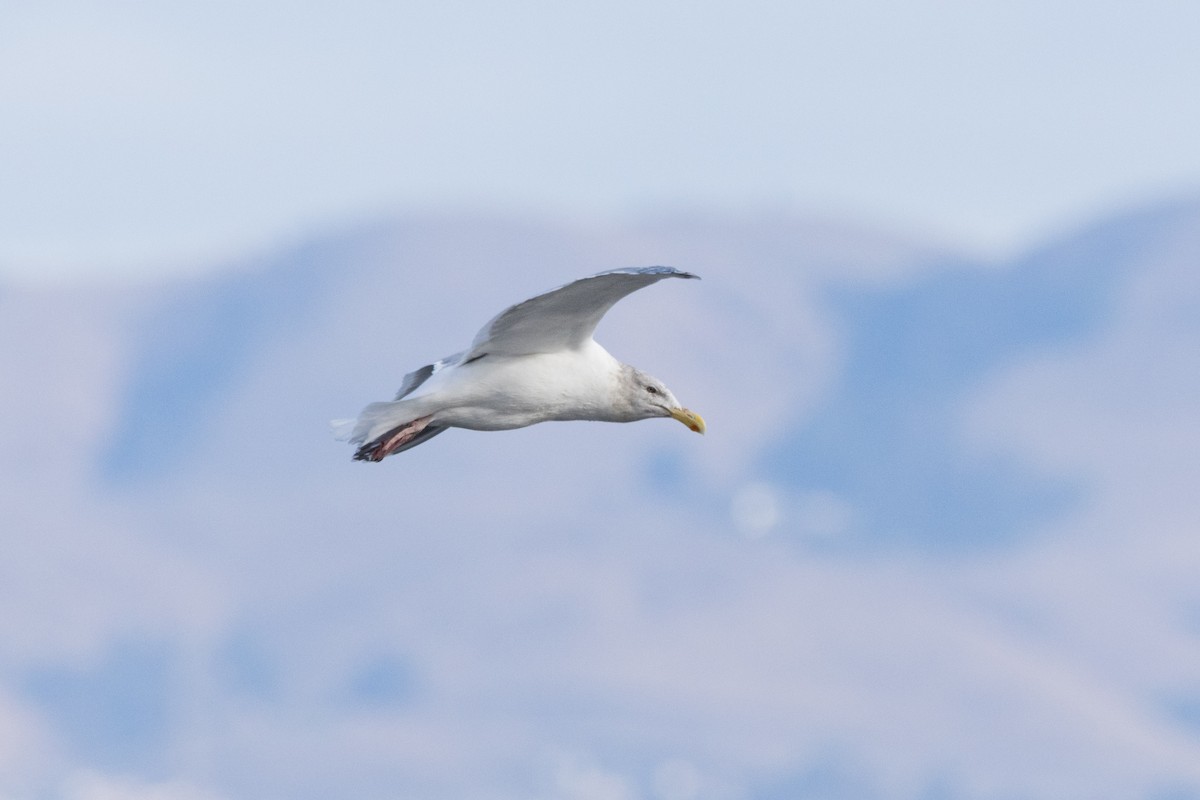 Gaviota (Larus) sp. - ML612530351