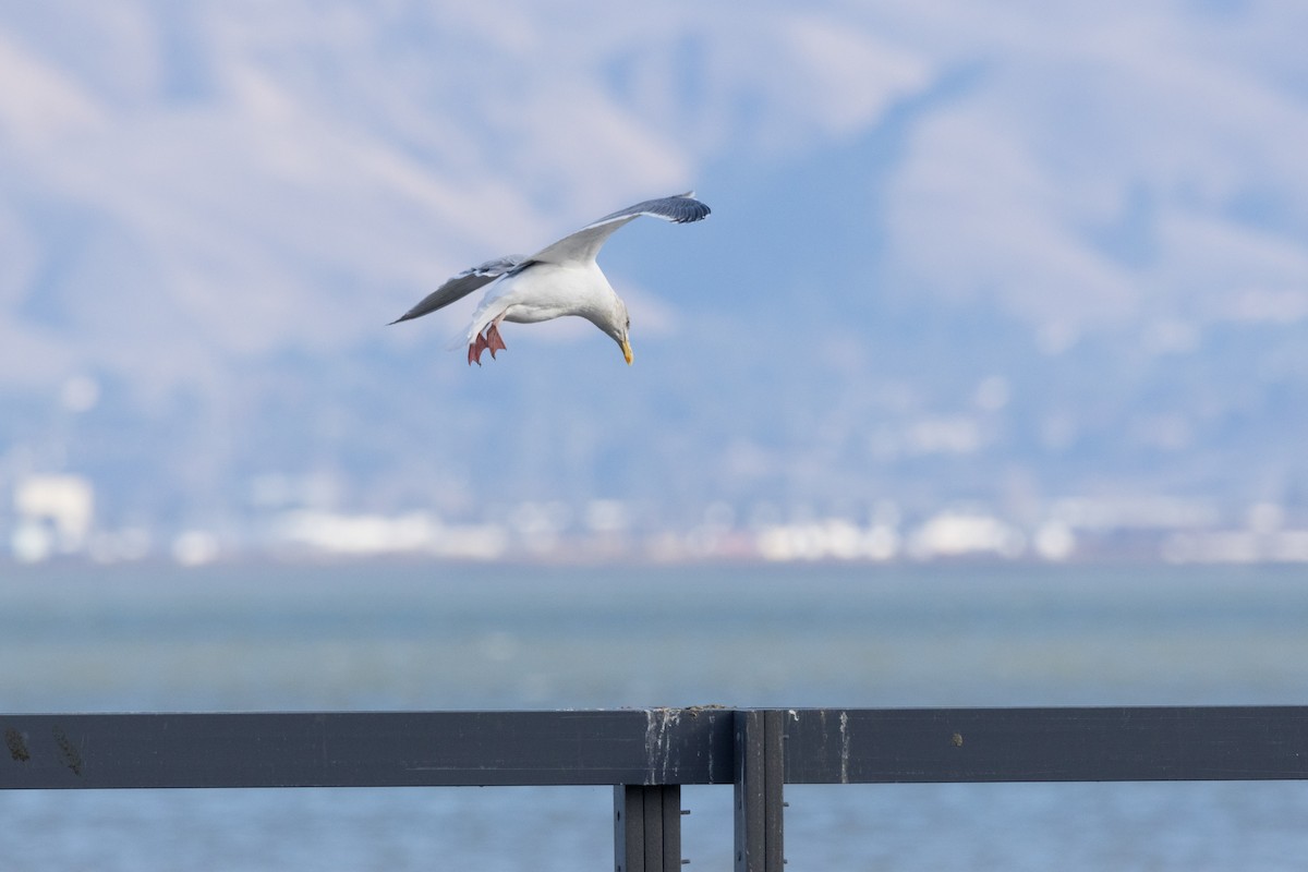 Gaviota (Larus) sp. - ML612530352