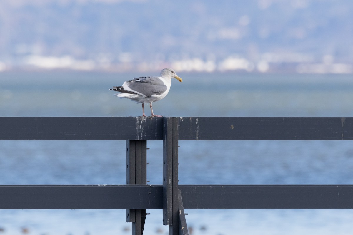 Gaviota (Larus) sp. - ML612530353