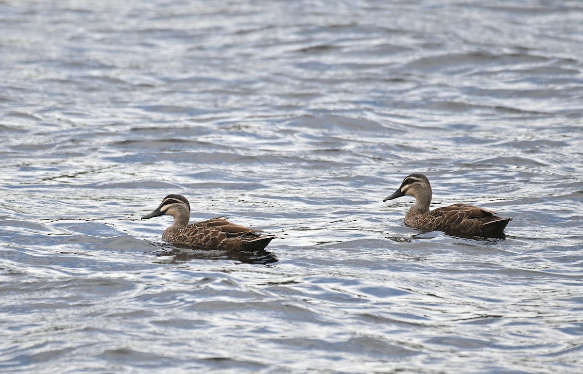 Pacific Black Duck - Ryan O'Donnell