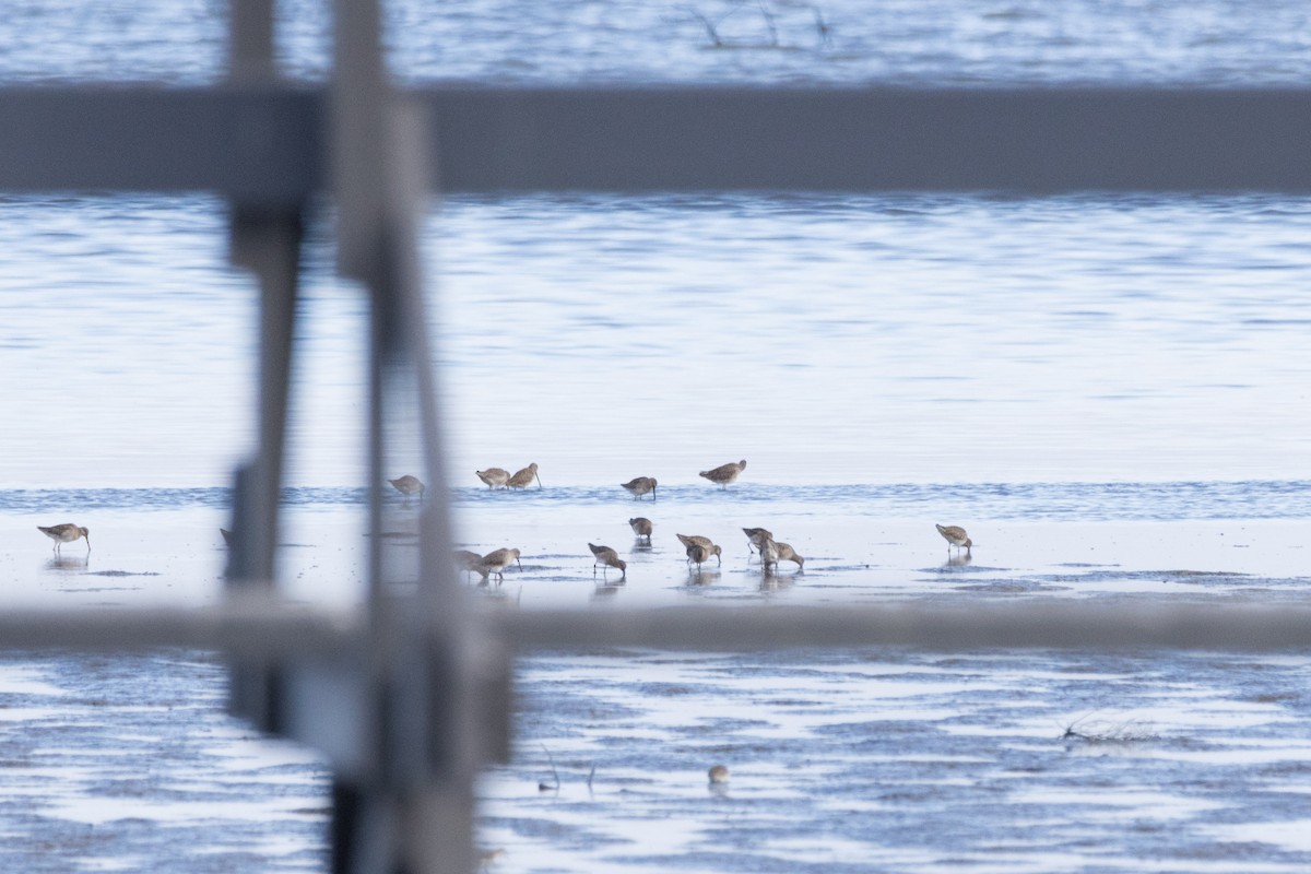 Short-billed/Long-billed Dowitcher - ML612530373