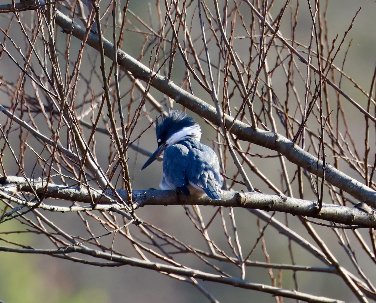 Belted Kingfisher - ML612530377