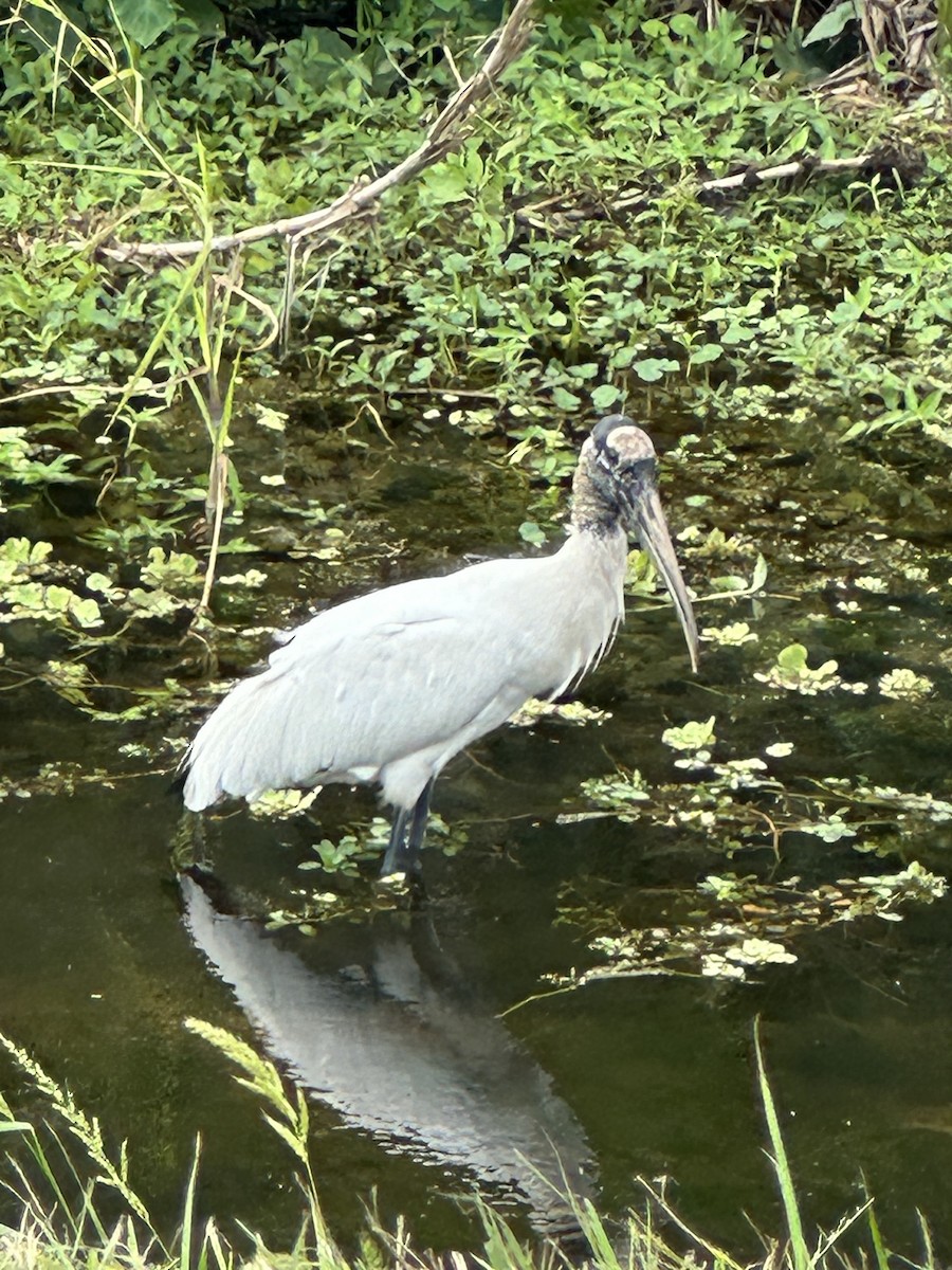 Wood Stork - ML612530393