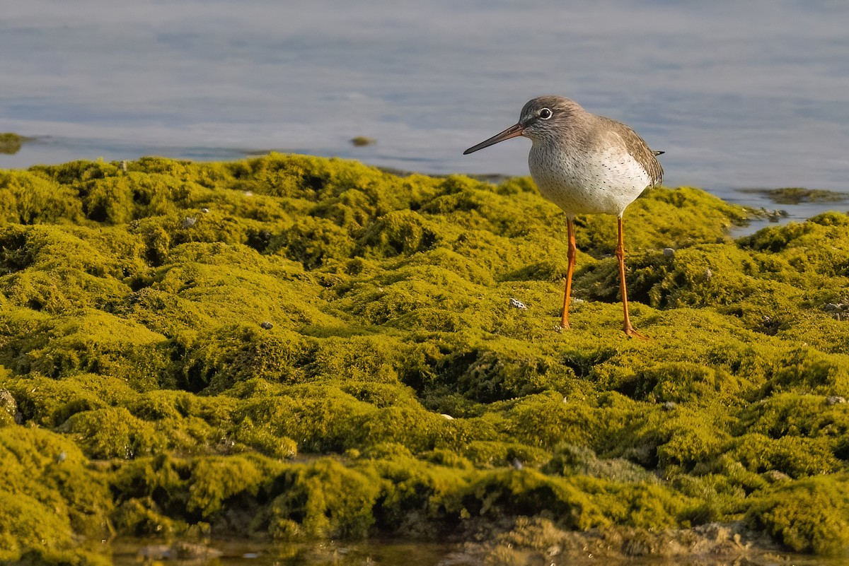 Common Redshank - ML612530458