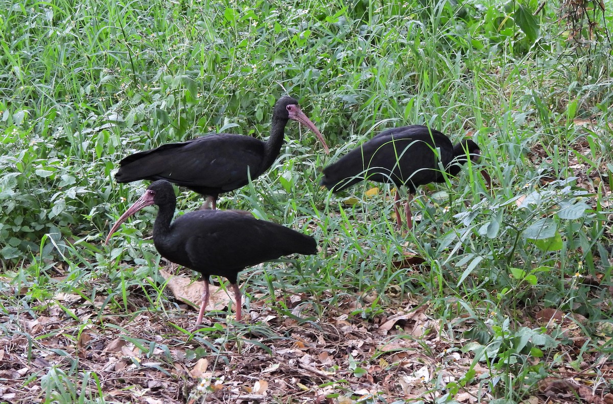 Bare-faced Ibis - ML612530510