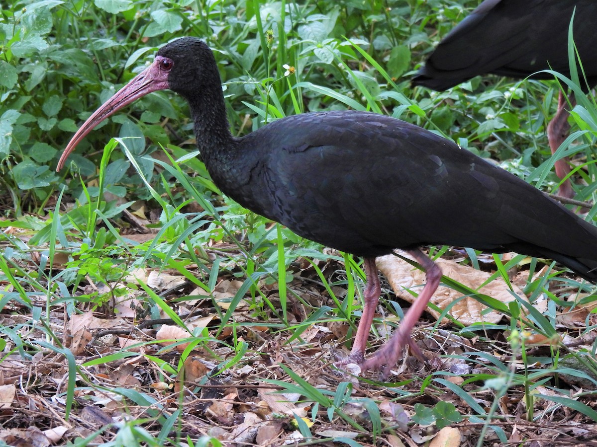 Bare-faced Ibis - ML612530511