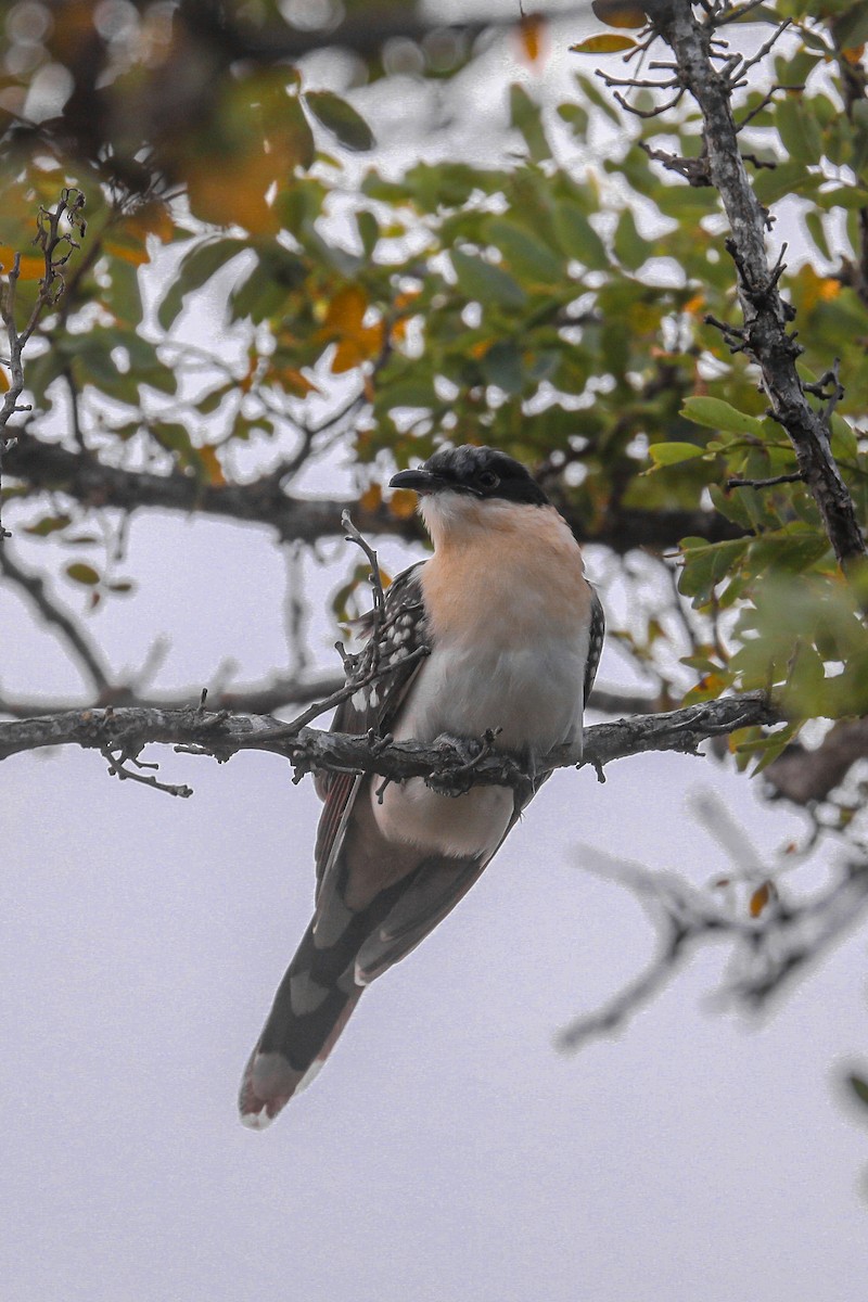Great Spotted Cuckoo - ML612530554