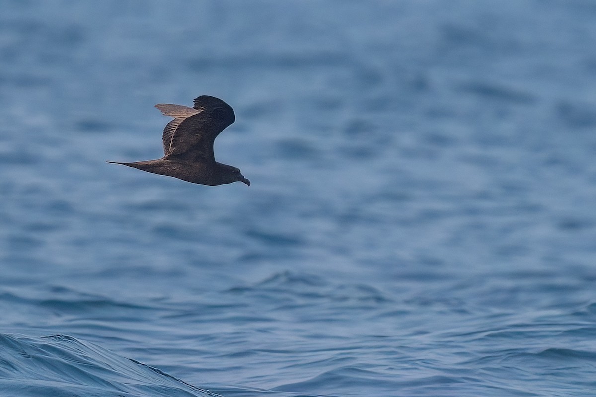 Jouanin's Petrel - ML612530682