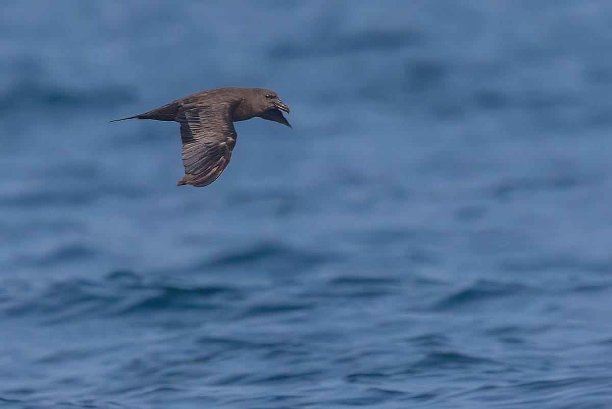 Jouanin's Petrel - ML612530683