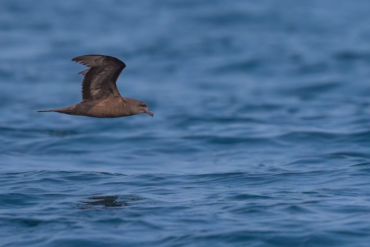 Jouanin's Petrel - ML612530685