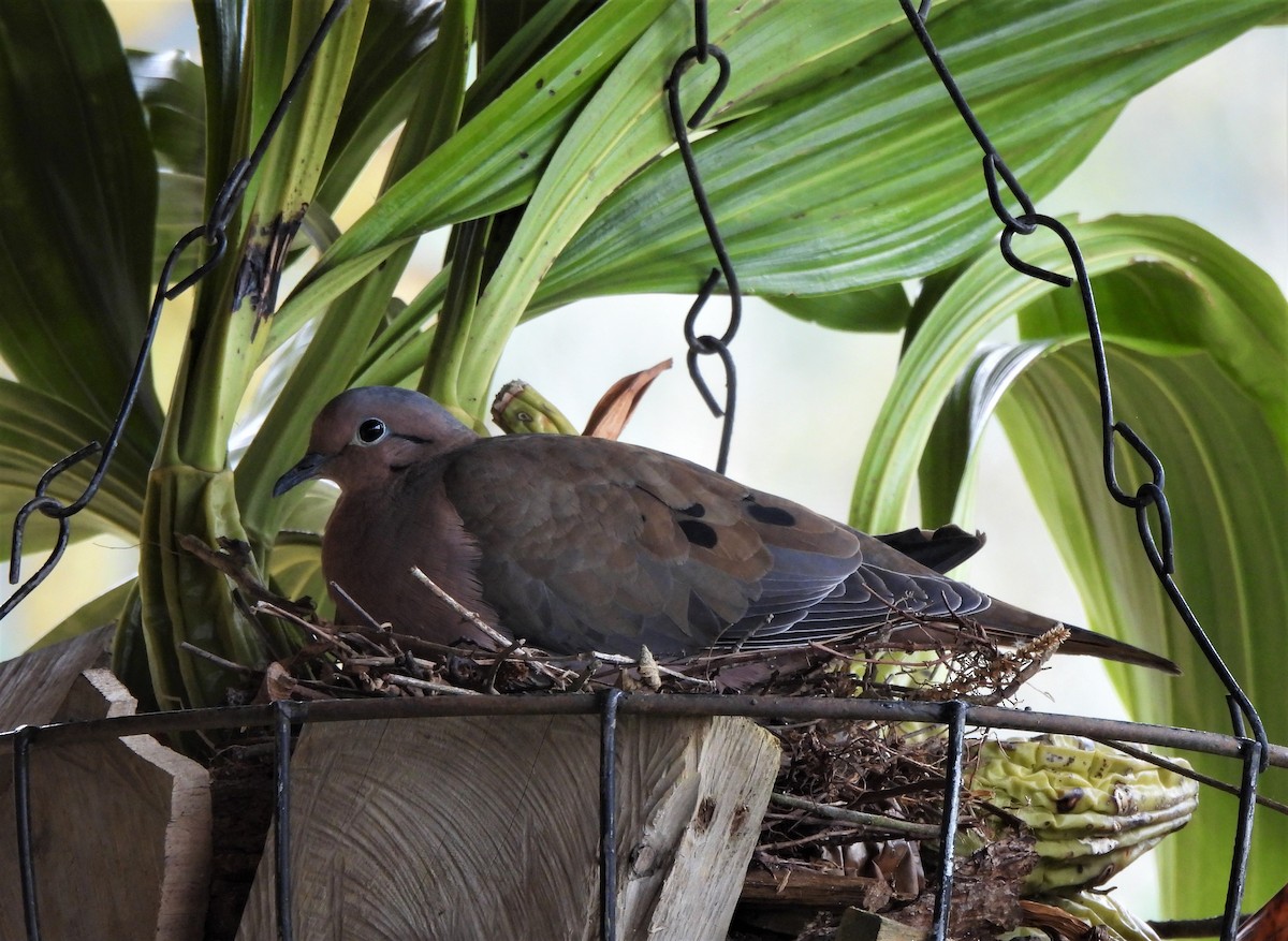 Eared Dove - ML612530738