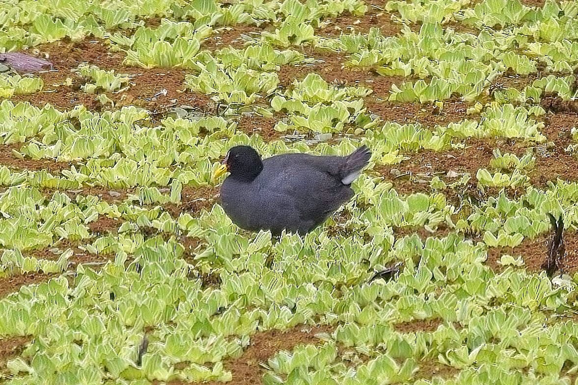 Red-fronted Coot - ML612530802