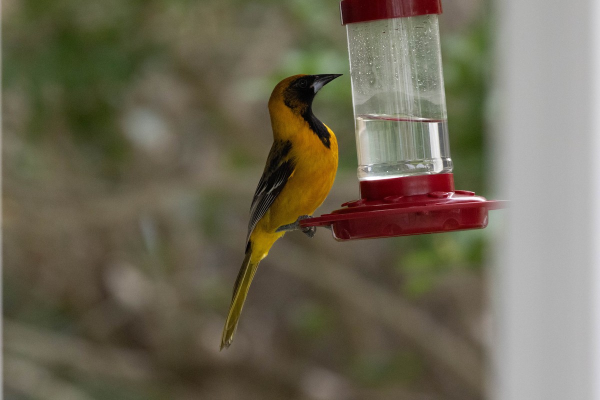 Altamira x Audubon's Oriole (hybrid) - ML612530837