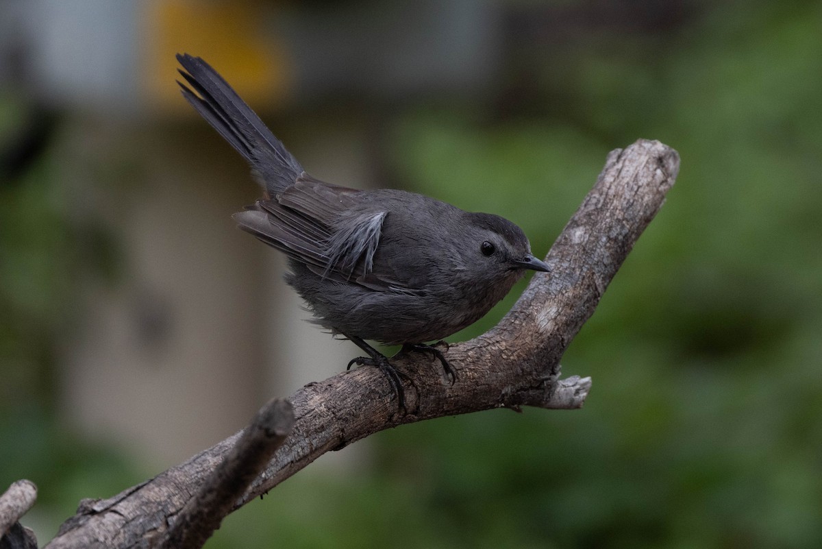 Gray Catbird - ML612530842