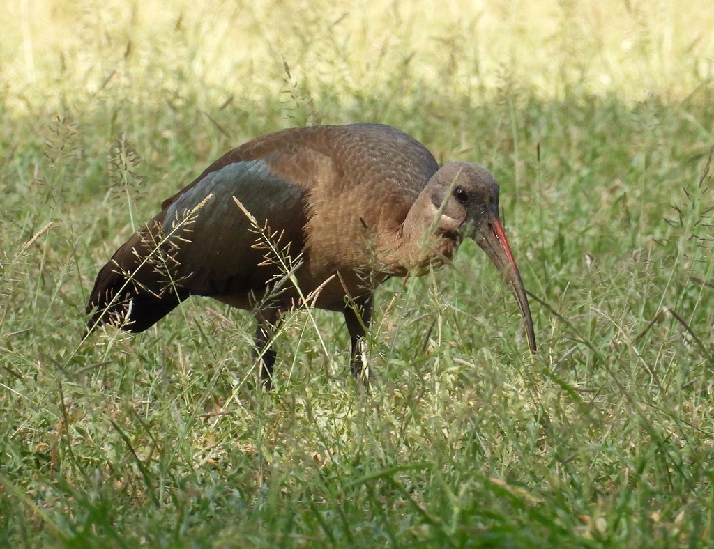 Ibis Hadada - ML612530843